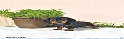 Miniature Dachshund dogs for sale: Princess - Ad 2