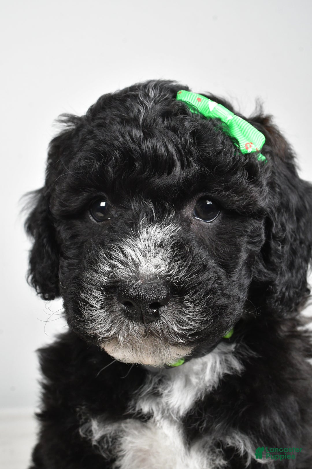 Mini Goldendoodle dogs for sale: Ace - Ad 11