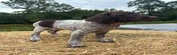 German Shorthaired Pointer dogs for sale: German Shorthaired Pointer 5 - Ad 4