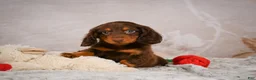 Miniature Dachshund dogs for sale: Spencer - Ad 4