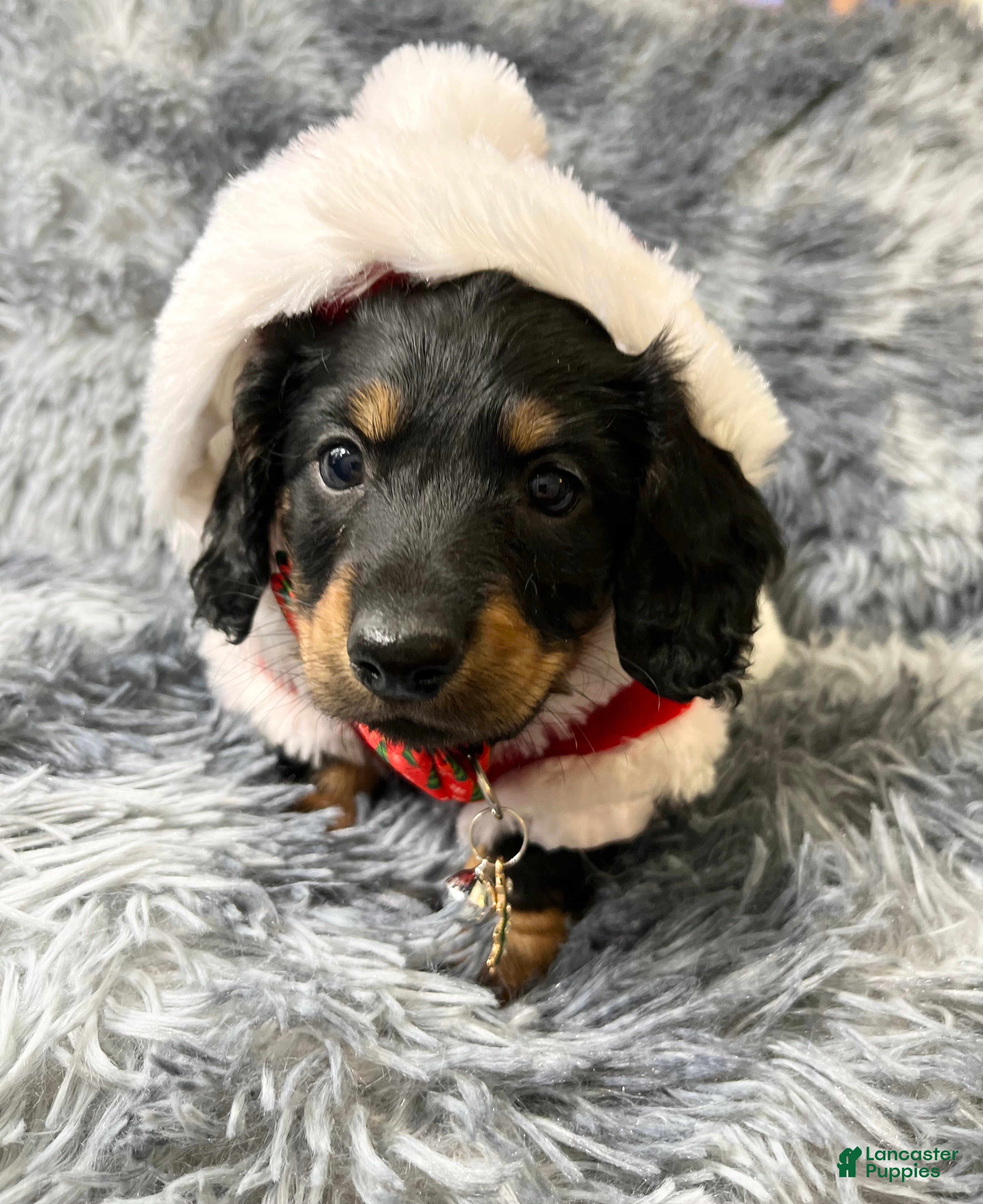 Dachshund dogs Little Bentley - Ad 12