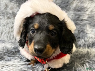 Dachshund dogs Little Bentley - Ad 12