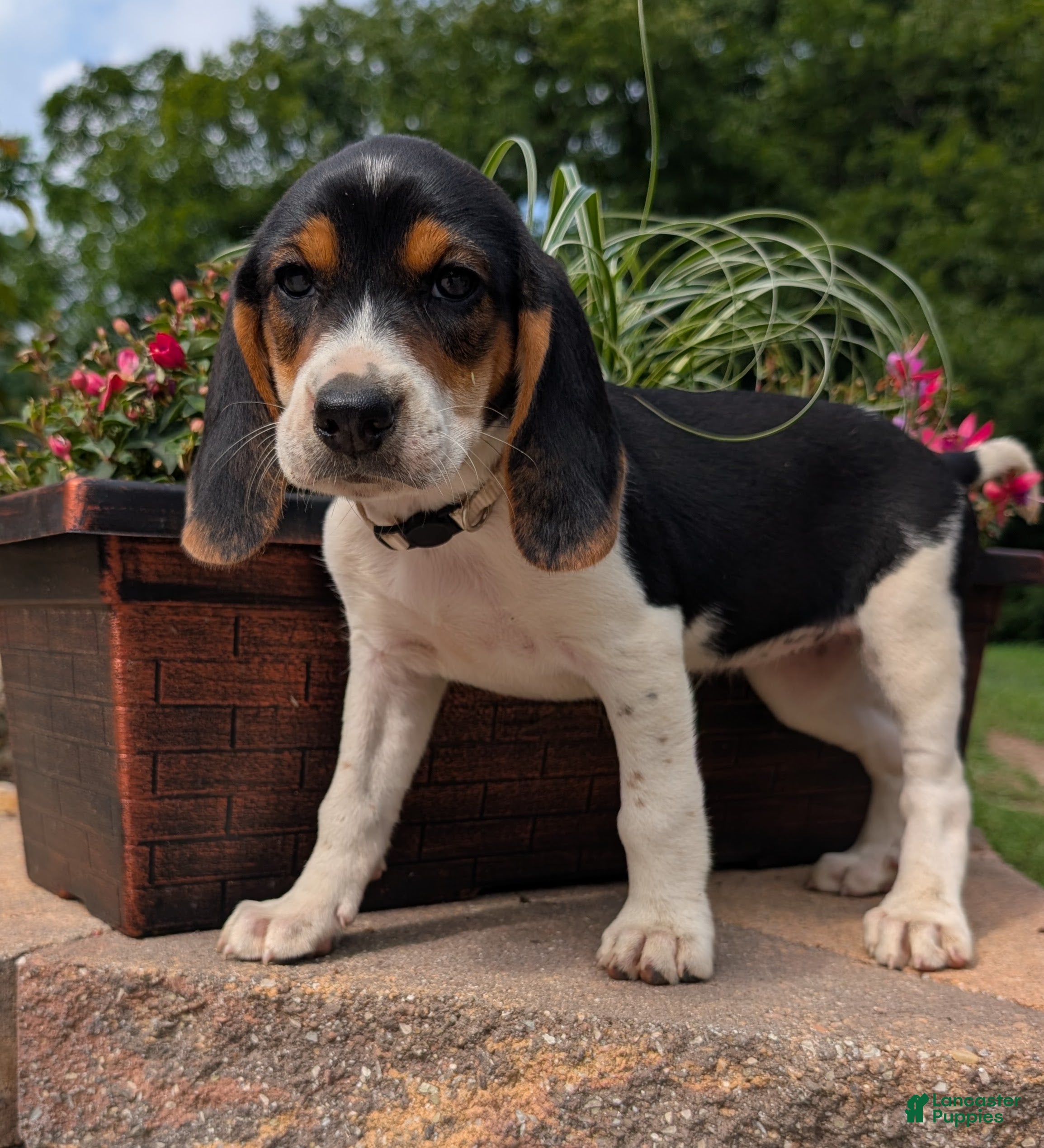 Mixed Breed dogs Mixed Breed 5 - Ad 16