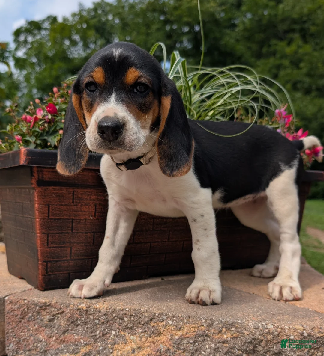 Mixed Breed dogs for sale: Mixed Breed 5 - Ad 1