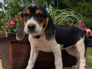 Mixed Breed dogs Mixed Breed 5 - Ad 30