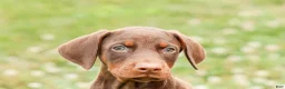 Doberman Pinscher dogs for sale: DUKE - Ad 14