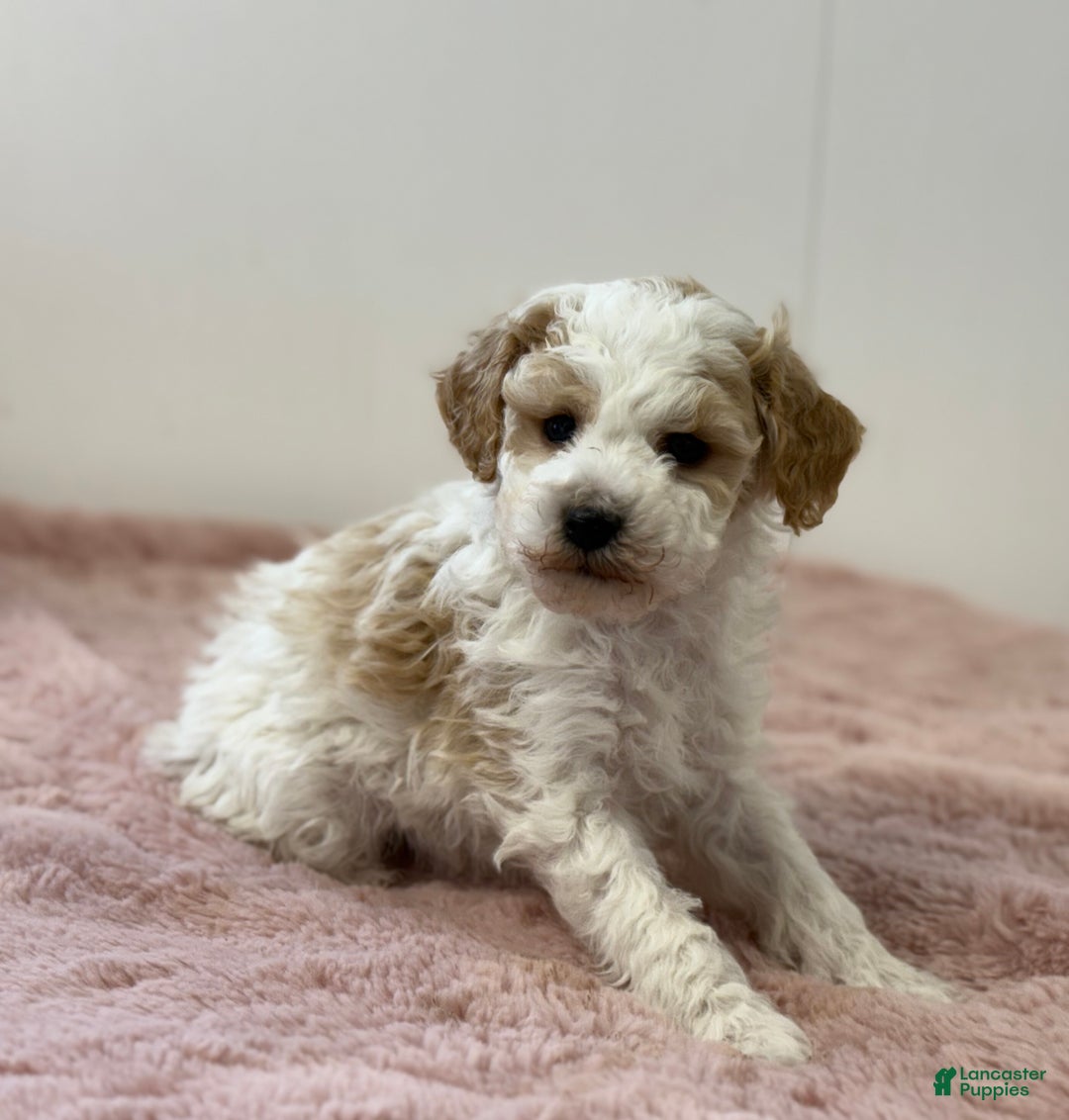 Mini Goldendoodle dogs for sale: Patrick  - Ad 2