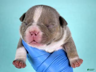 American Bully dogs Lilac Tri Male - Ad 24