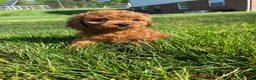 Cavapoo dogs for sale: Hazel - Ad 13
