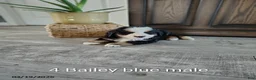 Bernese Mountain Dog dogs for sale: Bailey - Ad 1