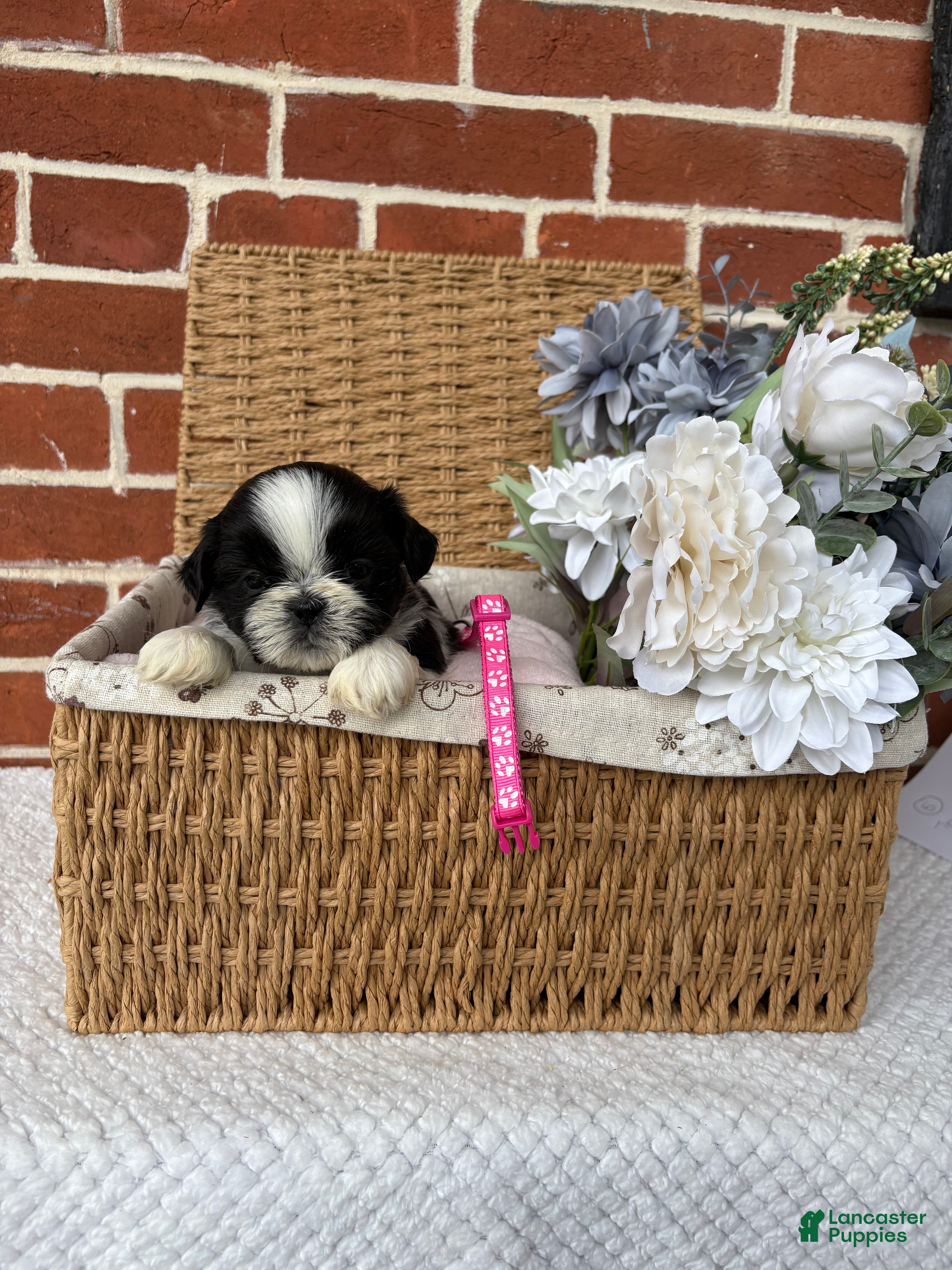 Shih Tzu dogs for sale: Lulu  - Ad 8