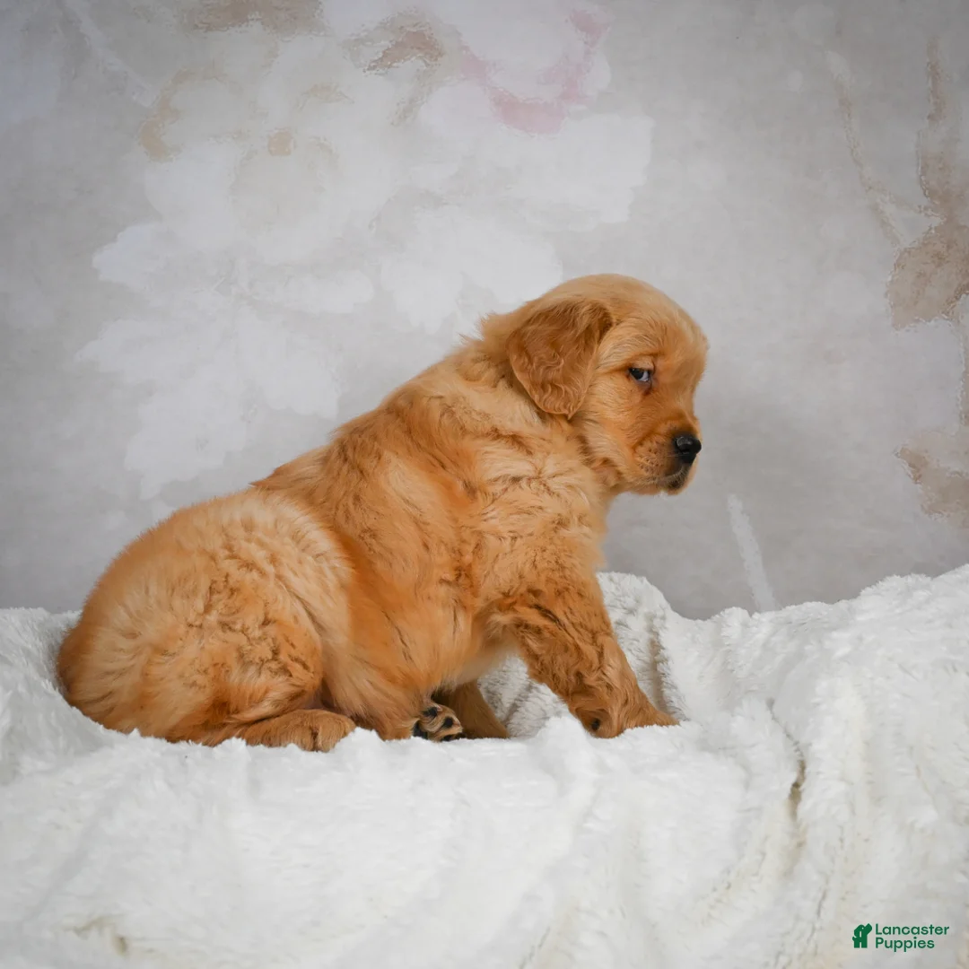 Golden Retriever dogs for sale: Romeo - Ad 12