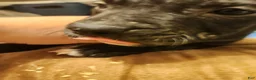 American Pit Bull Terrier dogs for sale: American Pit Bull Terrier 7 - Ad 2
