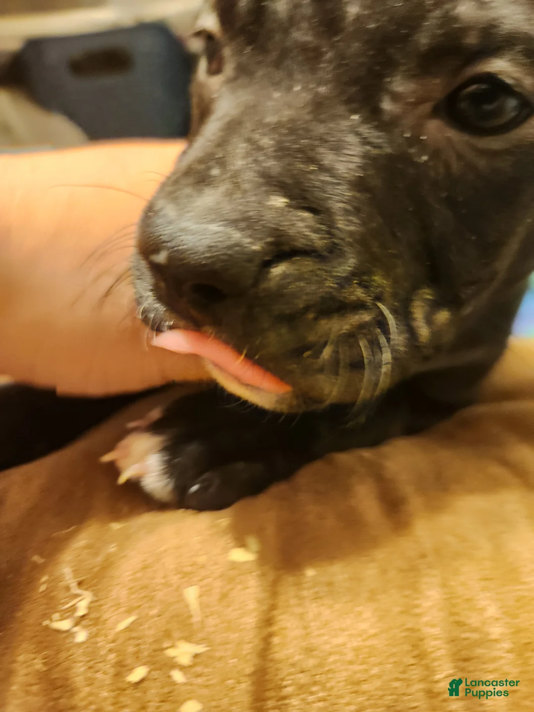 American Pit Bull Terrier dogs for sale: American Pit Bull Terrier 7 - Ad 2