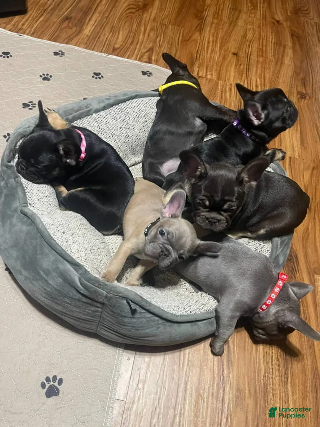 French Bulldog dogs for sale: French Bulldog Puppy 1 - Ad 1
