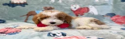 Miniature Poodle dogs for sale: Tater - Ad 7