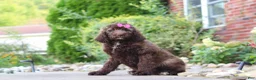Newfypoo dogs for sale: Cherri - Ad 4