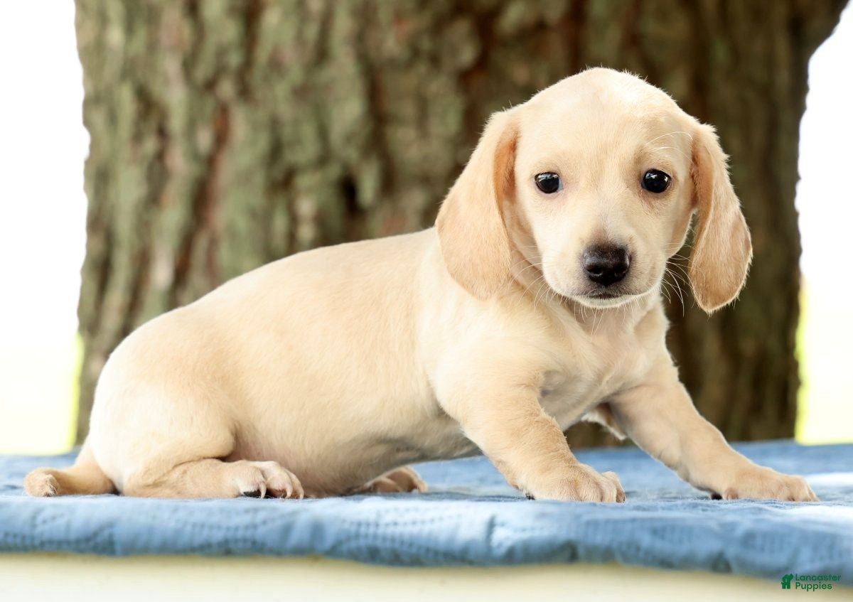 Miniature Dachshund dogs Jemmie - Ad 2