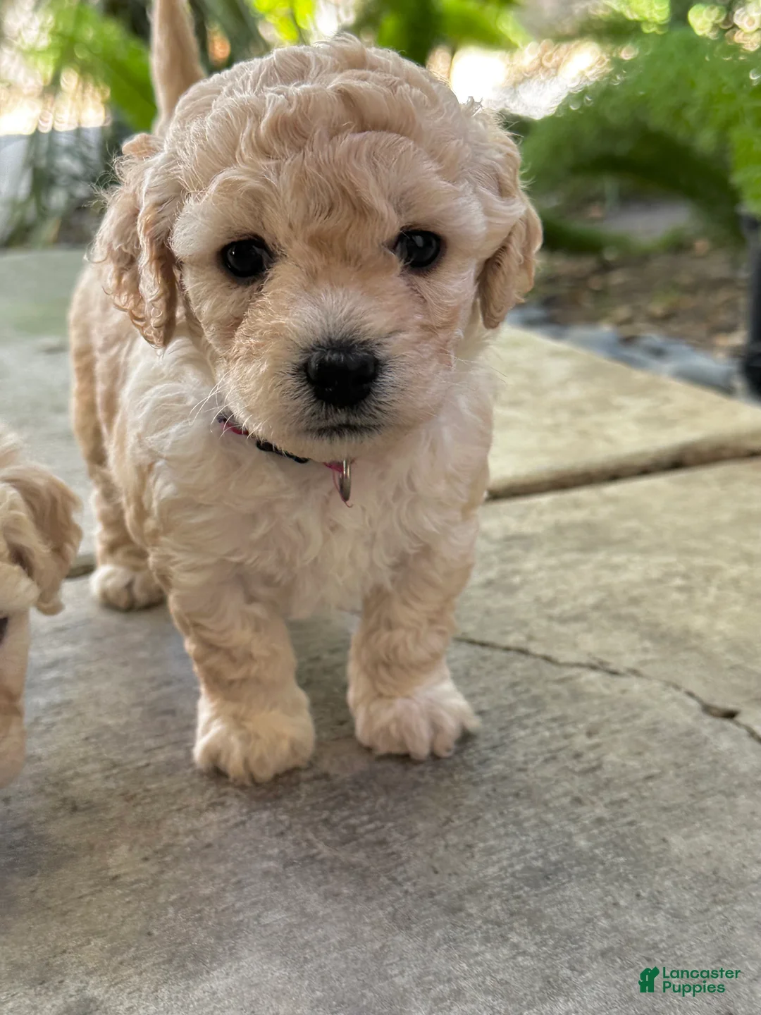 Mixed Breed dogs for sale: Sophia  - Ad 2