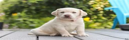 Labrador Retriever dogs for sale: Meadow - Ad 12
