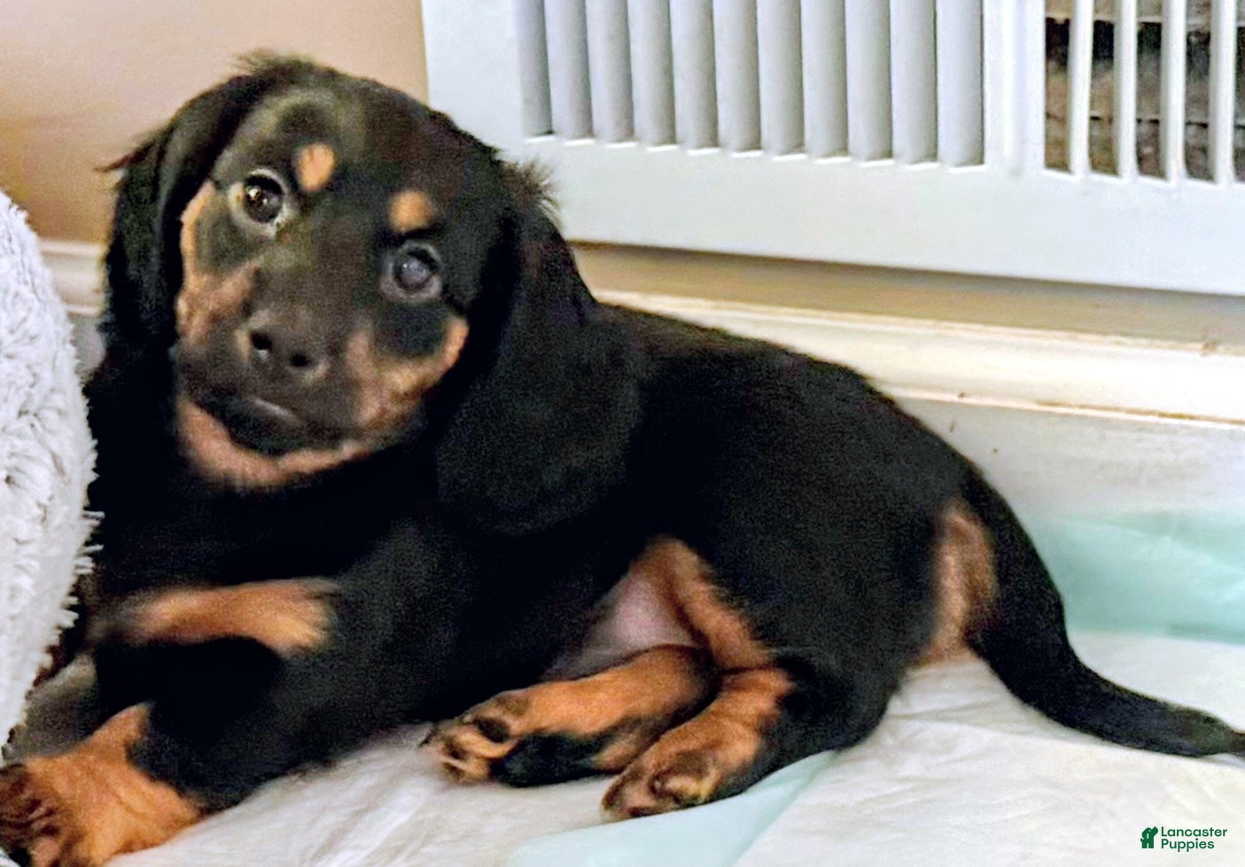 Dachshund dogs Gretchen - Ad 1
