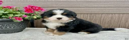 Bernese Mountain Dog dogs for sale: Forest  - Ad 2