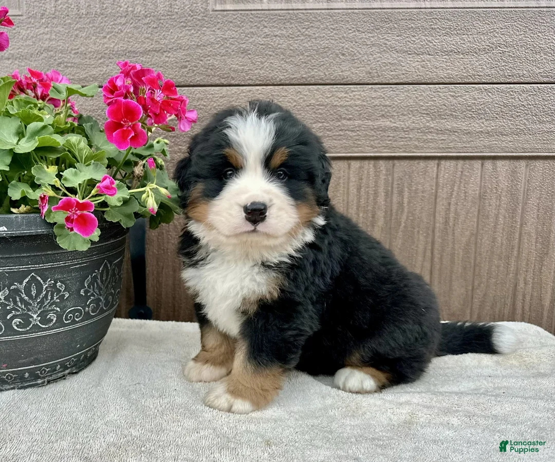Bernese Mountain Dog dogs for sale: Forest  - Ad 2