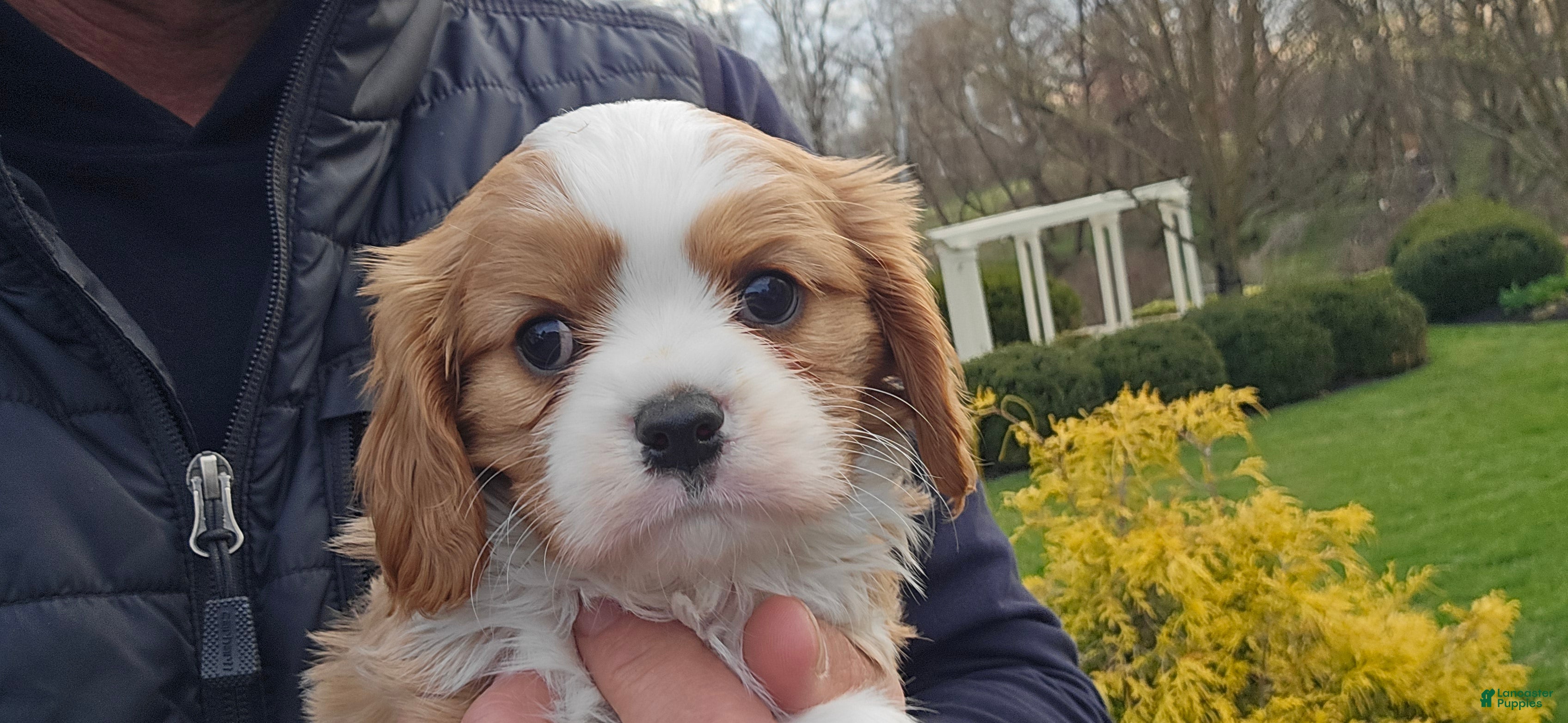 Cavalier King Charles Spaniel dogs Zack - Ad 2