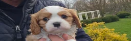 Cavalier King Charles Spaniel dogs for sale: Zack - Ad 2