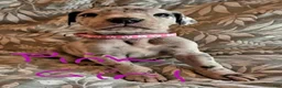 Great Dane dogs for sale: Light Pink Collar Female  - Ad 11