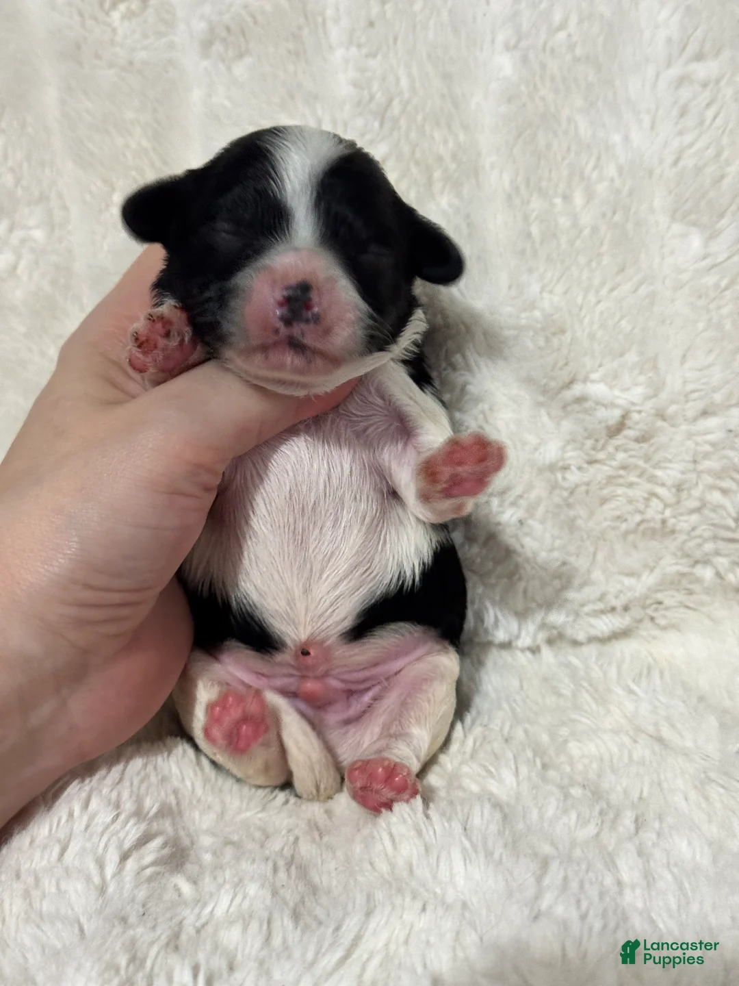 Cavapoo dogs for sale: Abe - Ad 2