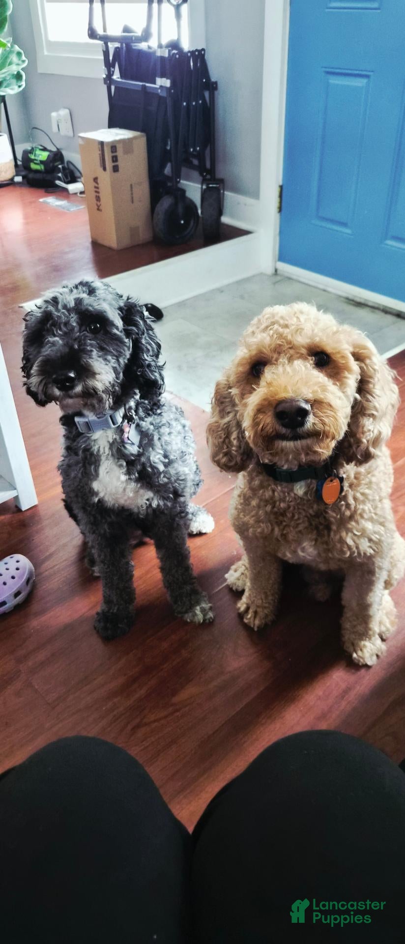 Miniature Poodle dogs for sale: HARLEY - Ad 2