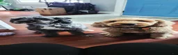 Miniature Poodle dogs for sale: Parker - Ad 2