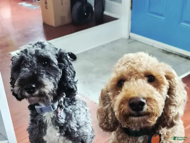 Miniature Poodle dogs for sale: HARLEY - Ad 2