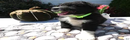Mixed Breed dogs for sale: Mixed Breed 2 Roger - Ad 3