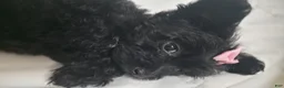 Yorkiepoo dogs for sale: Yorkiepoo 6 Pink Collar Sm - Ad 15