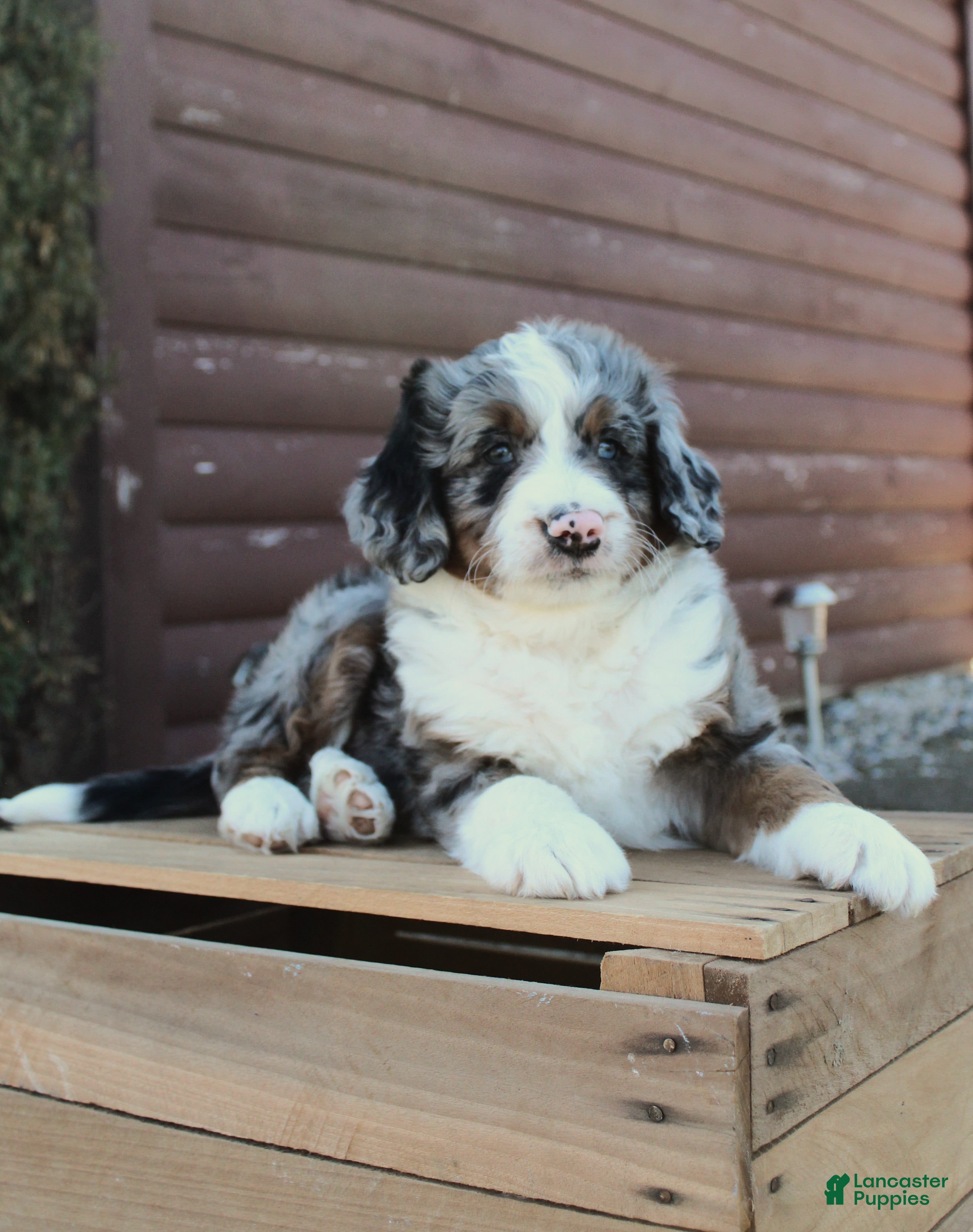 Bernedoodle dogs Liam - Ad 1