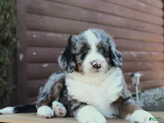 Bernedoodle dogs for sale: Liam - Ad 2
