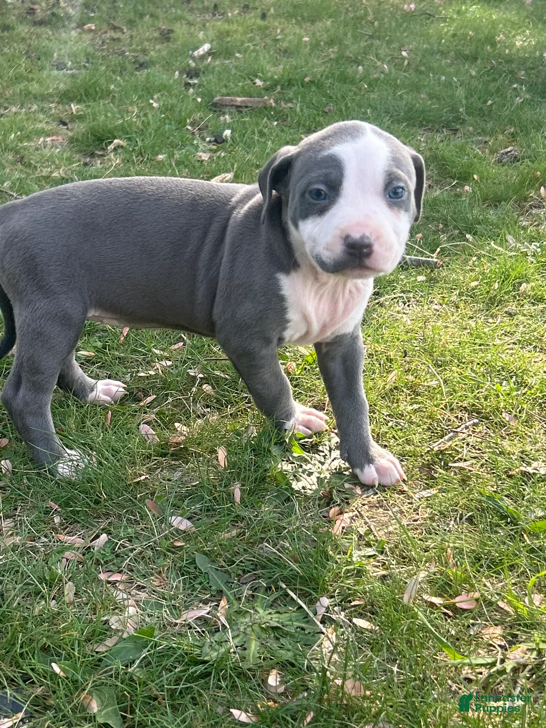 American Bully dogs for sale: American Bully Puppy 10 - Ad 2