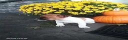 Jack Russell Terrier dogs for sale: Sweetheart - Ad 3