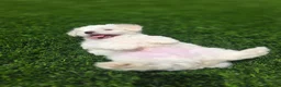 Maltese dogs for sale: 🐾 Adorable Male Maltese Puppy Looking for His Forever Home! 🐾 - Ad 9
