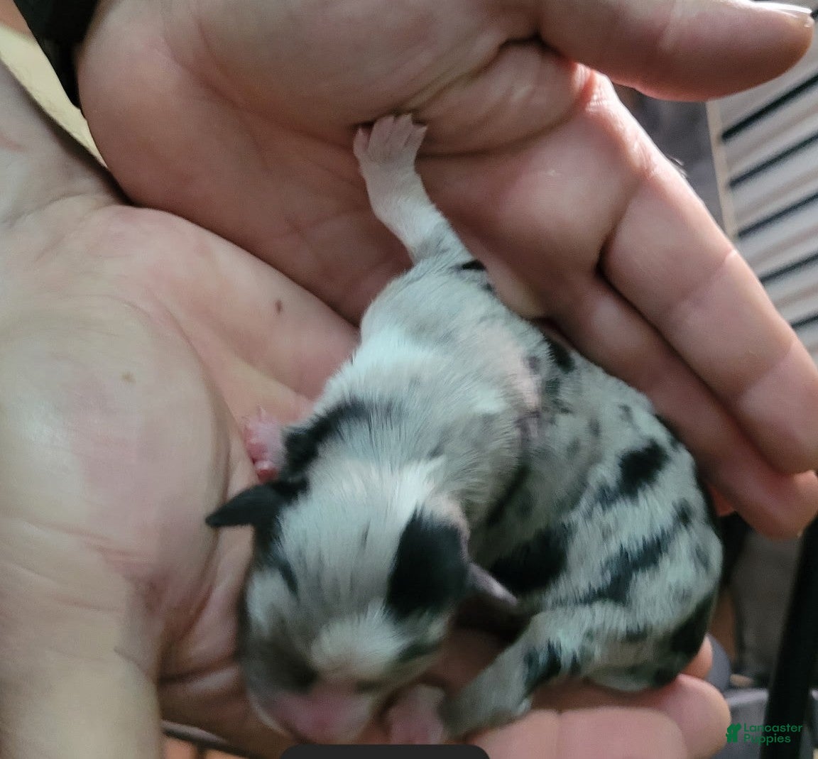 Miniature Australian Shepherd dogs Juniper - Ad 17