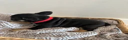 French Bulldog dogs for sale: Roddy - Ad 14