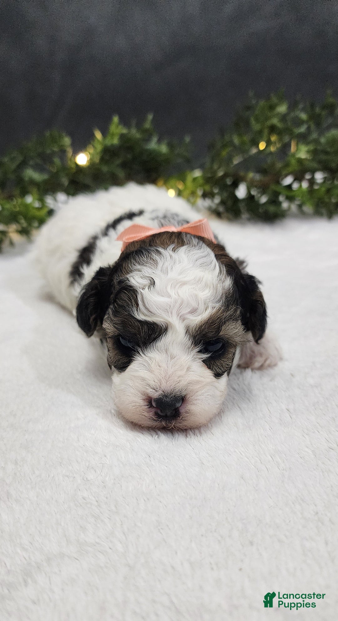 Miniature Poodle dogs for sale: Daisy - Ad 1