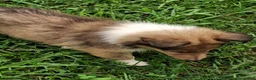 Collie dogs for sale: Reef - Ad 3