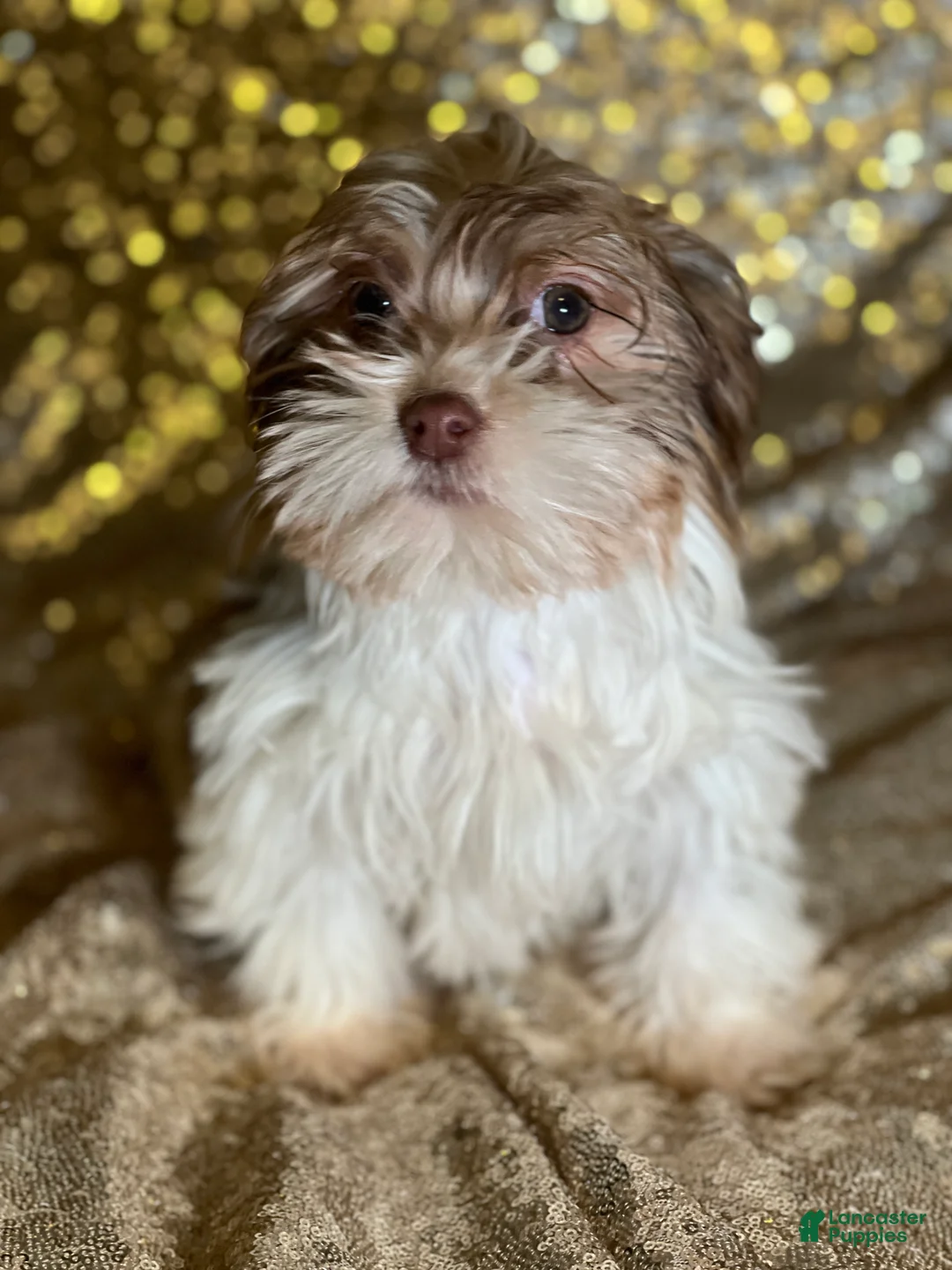 Havanese dogs for sale: Kisses - Ad 5