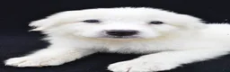Great Pyrenees dogs for sale: Marvin - Ad 6