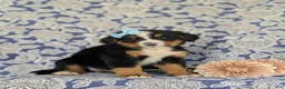 Bernese Mountain Dog dogs for sale: Farrah - Ad 3