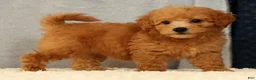 Bichpoo dogs for sale: Jasmine - Ad 6