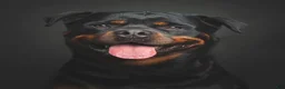 Rottweiler dogs for sale: Rottweiler 2 - Ad 19